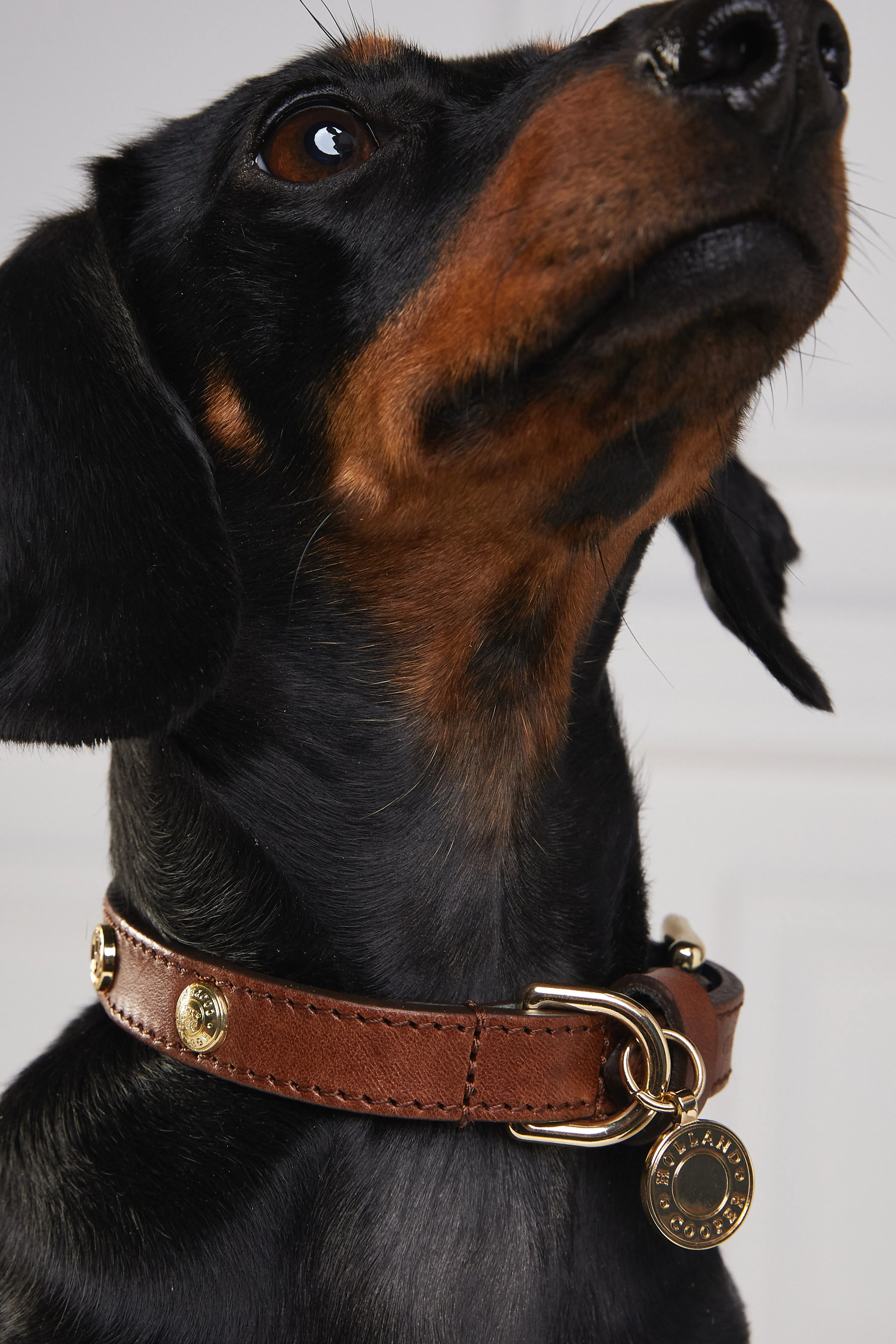 HC Studded Dog Collar (Chestnut)